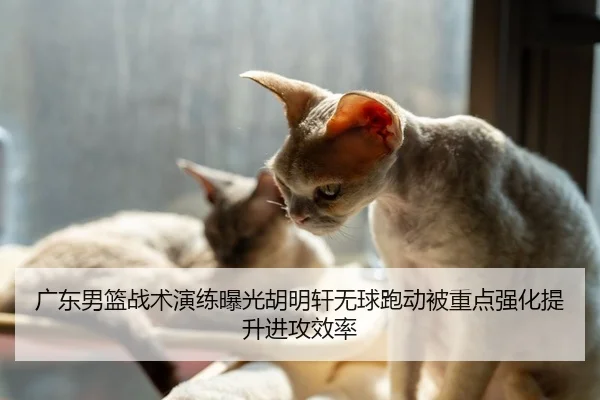 广东男篮战术演练曝光胡明轩无球跑动被重点强化提升进攻效率